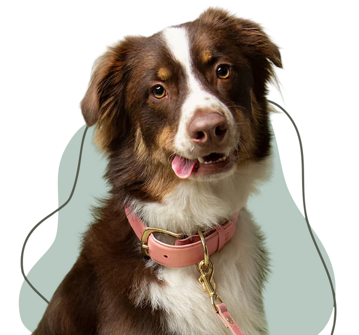 Meals that keep tails 
wagging
