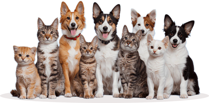 A group of cats and dogs